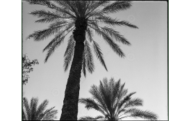 ca_1200wm_palms4_1719943468