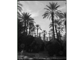 ca_1200wm_palms-11