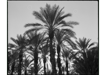 ca_1200wm_palms-12