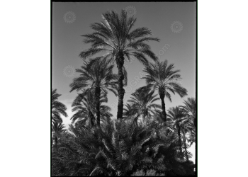 ca_1200wm_palms-2