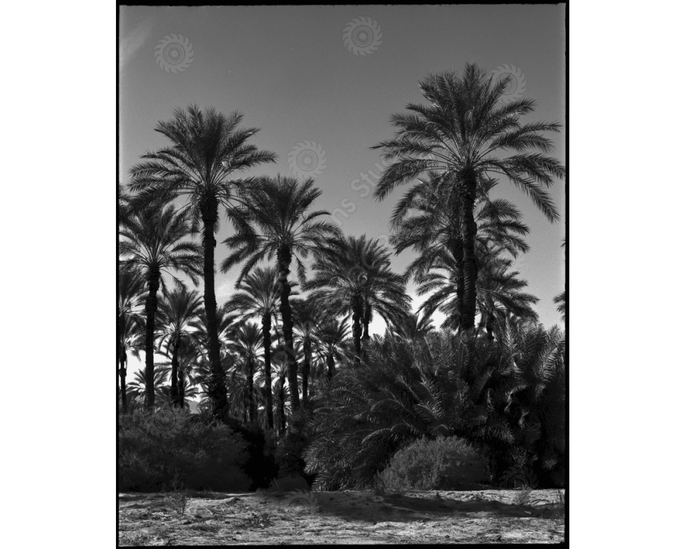 ca_1200wm_palms-1