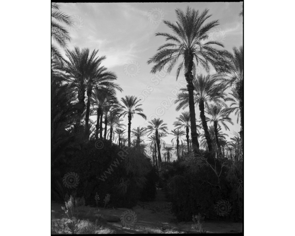 ca_1200wm_palms-11