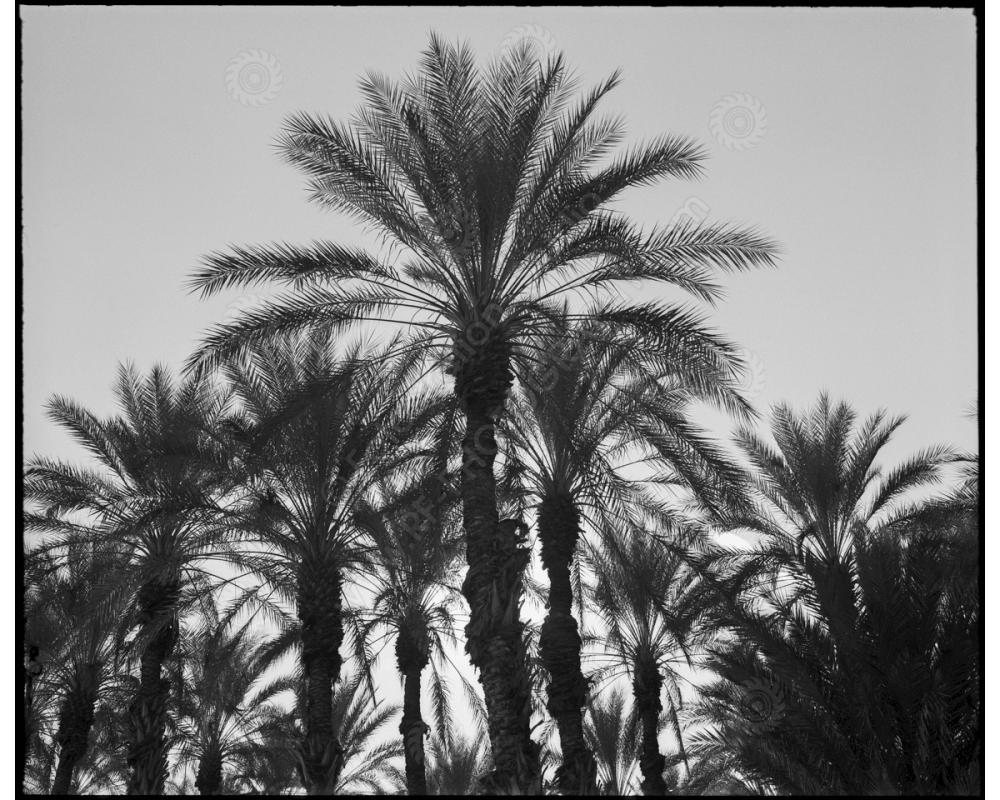 ca_1200wm_palms-12