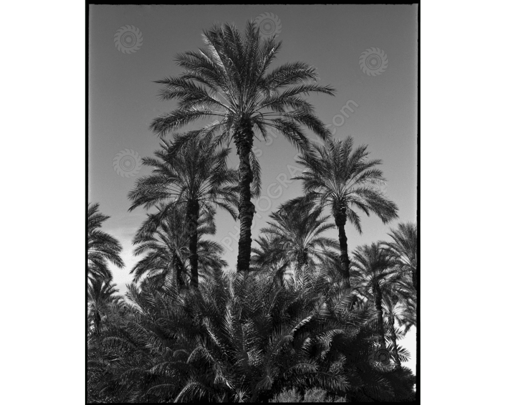 ca_1200wm_palms-2