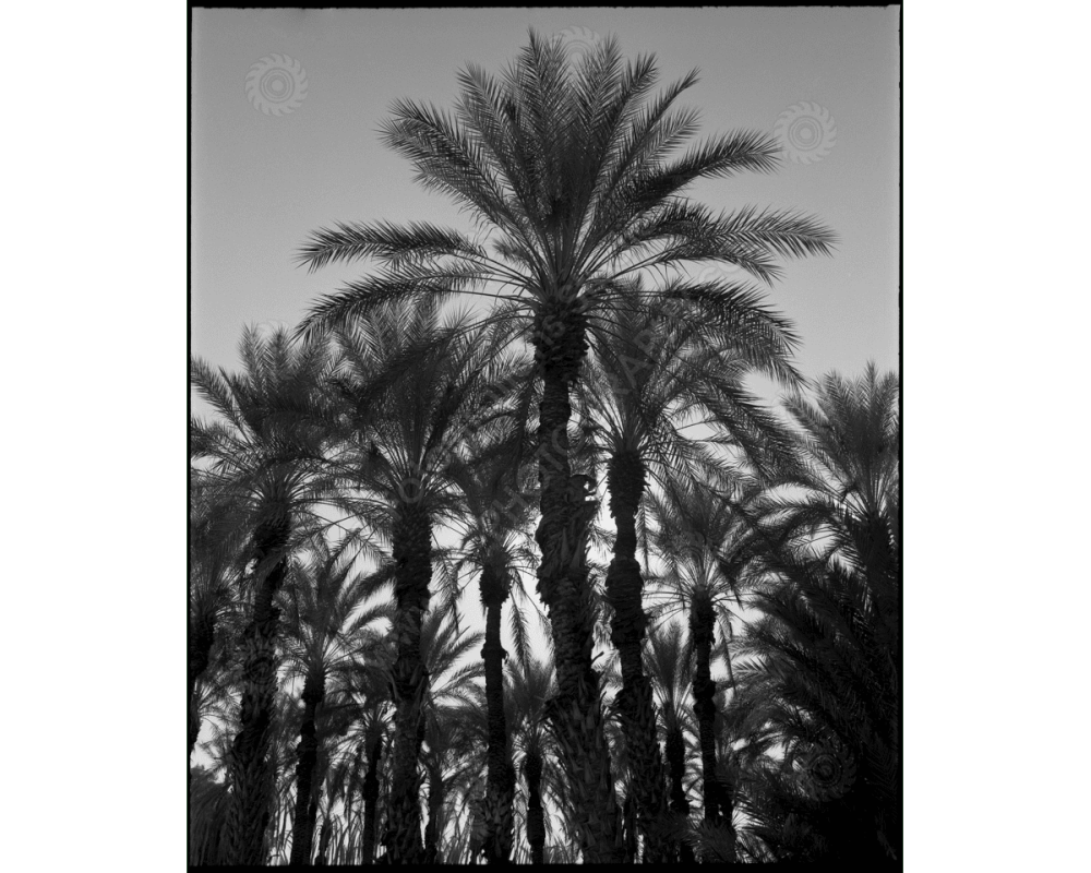 ca_1200wm_palms-3